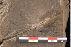 Foto (Detailansicht) von Callitris brongniartii Endl. (NHMW-GEO-2024-0188-8215)
